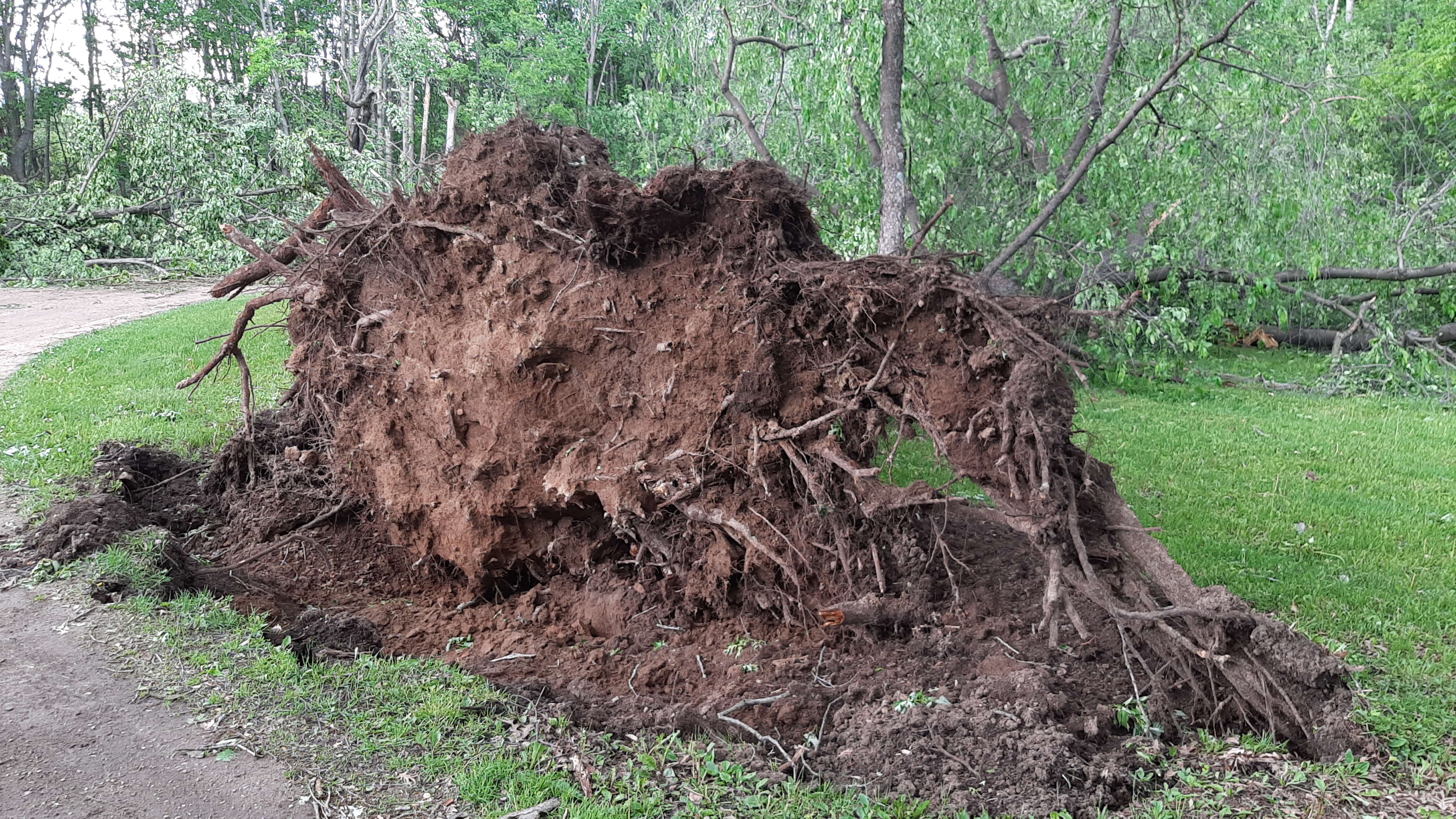 Uprooted tree in Eau Claire County