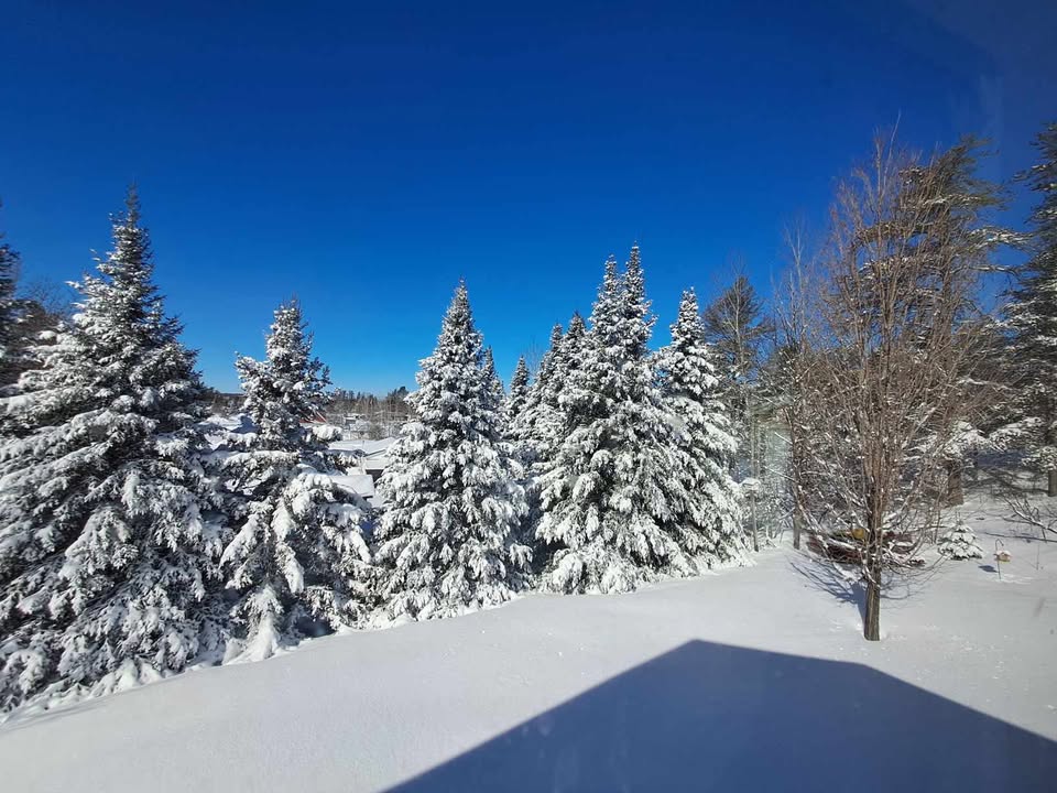 Snow covered spruce trees