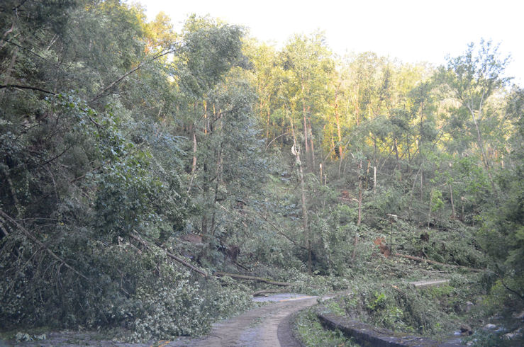 The extensive tree damage observed along Laurel Creek Road in the Great Smoky Mountains National Park on 5 July 2012