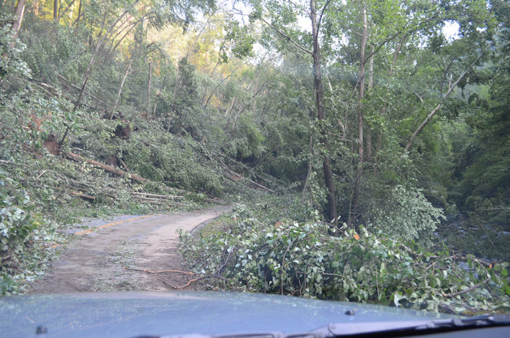 The extensive tree damage observed along Laurel Creek Road in the Great Smoky Mountains National Park on 5 July 2012