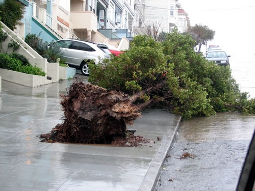 SF trees down