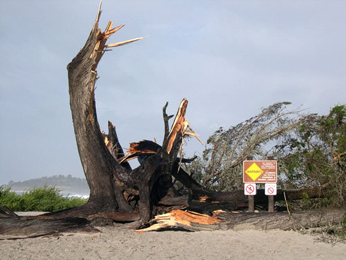 cypress tree down