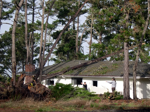 pebble beach trees down