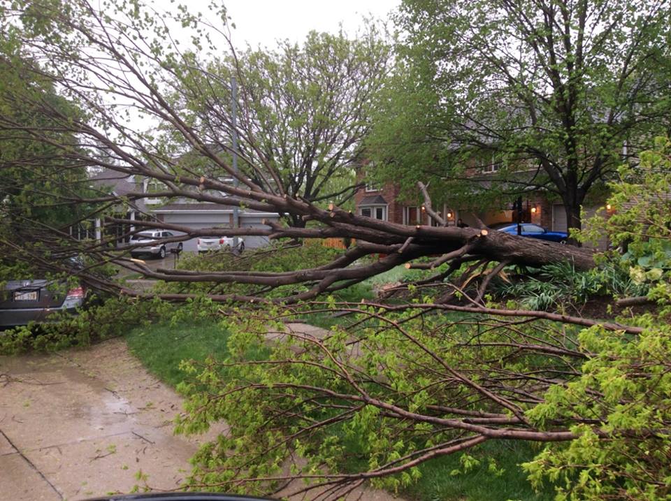 Tree Damage