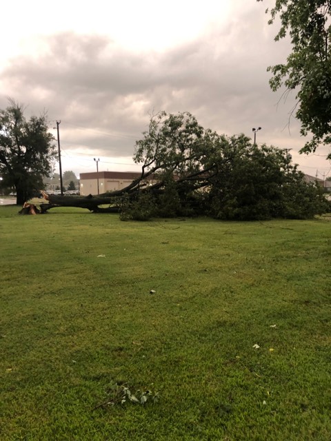 Tree down in Sikeston, MO