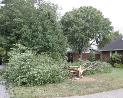 Photo of tree on house in Metropolis, IL