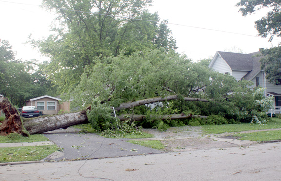 tree blown down on a driveway