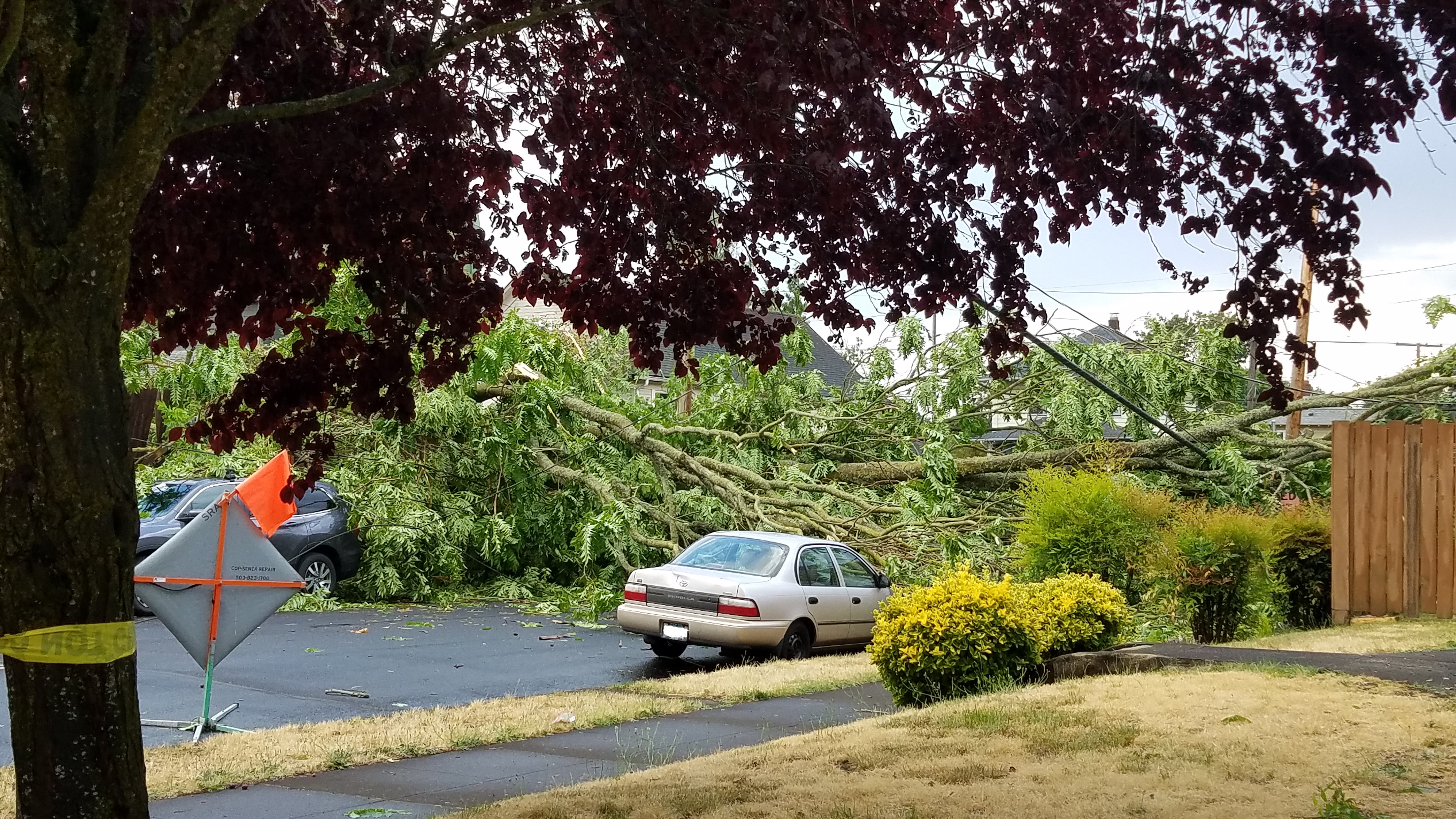 Tree down on car