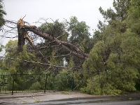 Phoenix Tree Damage
