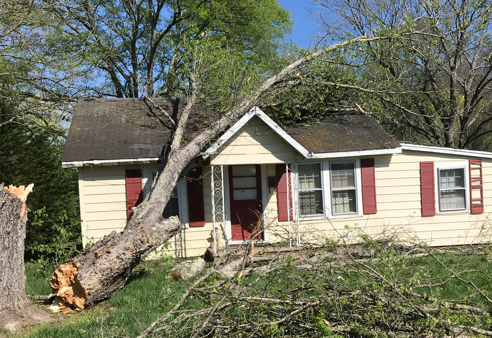 Tree on home in Wilkesboro, April 11th, 2024