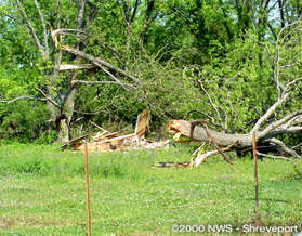 Tree damage in De Soto Parish