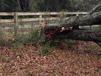 A tree snapped by severe thunderstorm wind gusts near Lee in Madison County, FL on November 17, 2014.