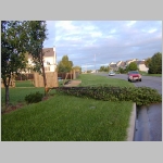 Privacy fence and tree down