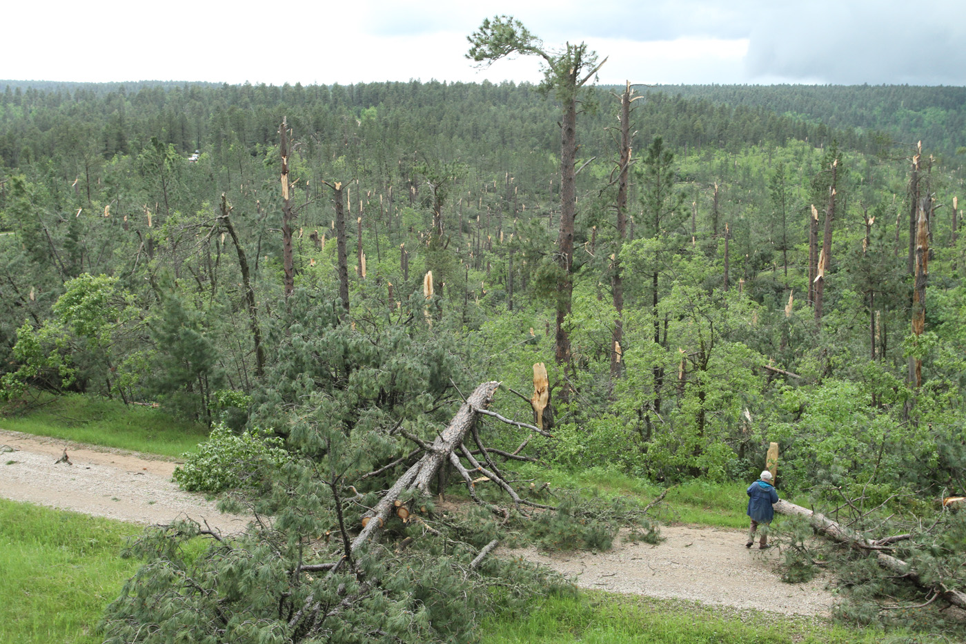 Damaged trees north of Alva