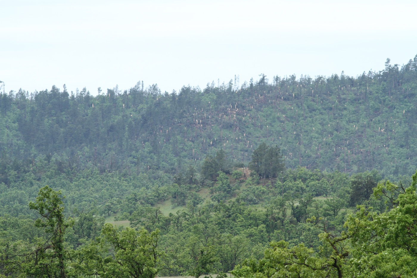 Snapped trees north of Alva as the tornado crossed the Bear Lodge Mountains
