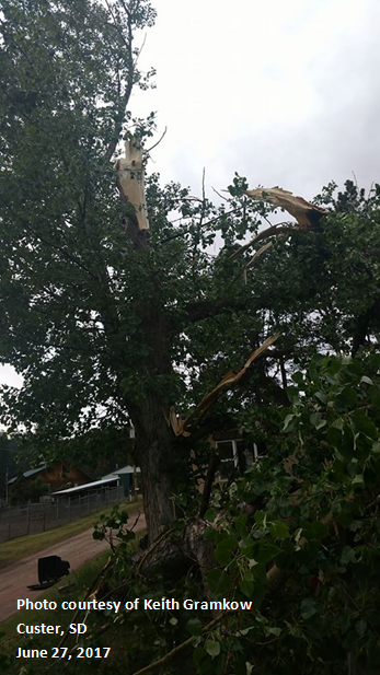 Tree damage in Custer