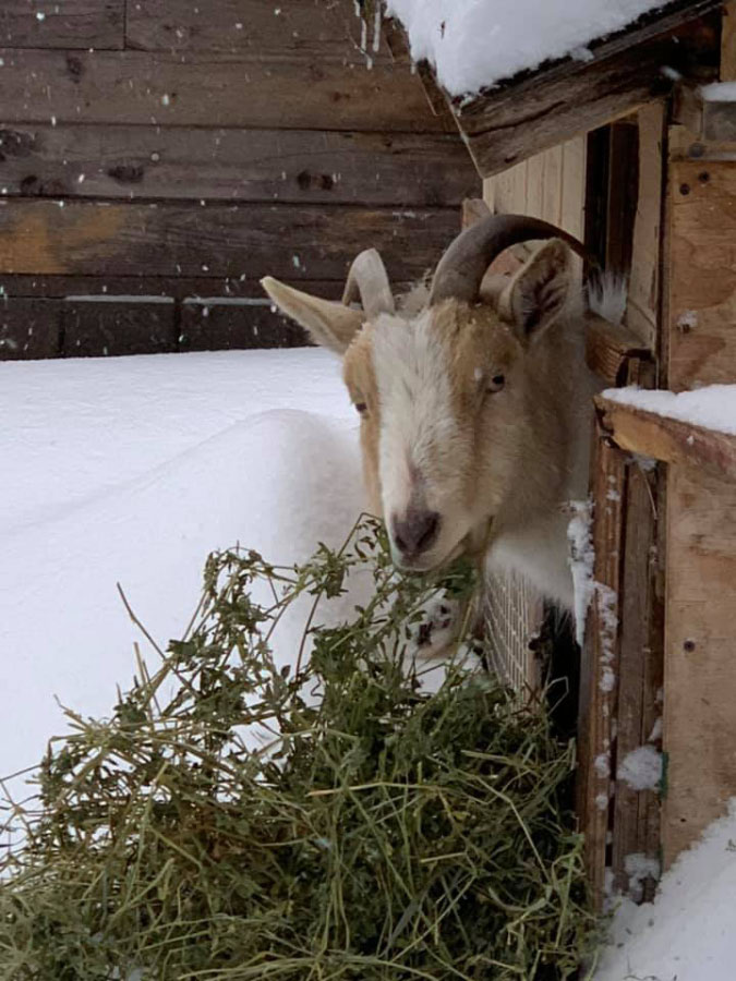 Goat in the Snow