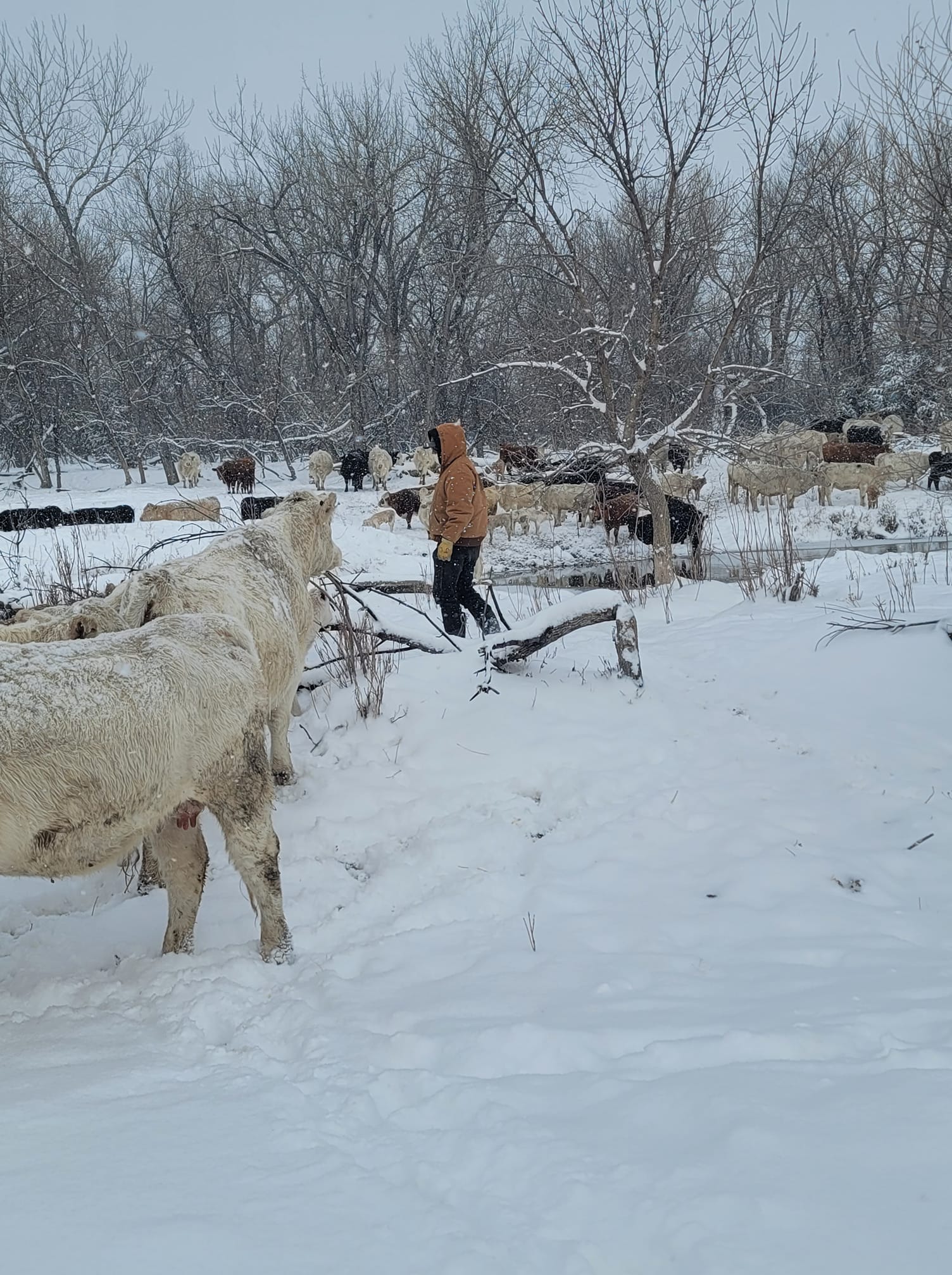 Cattle walking on a ranch in the snow