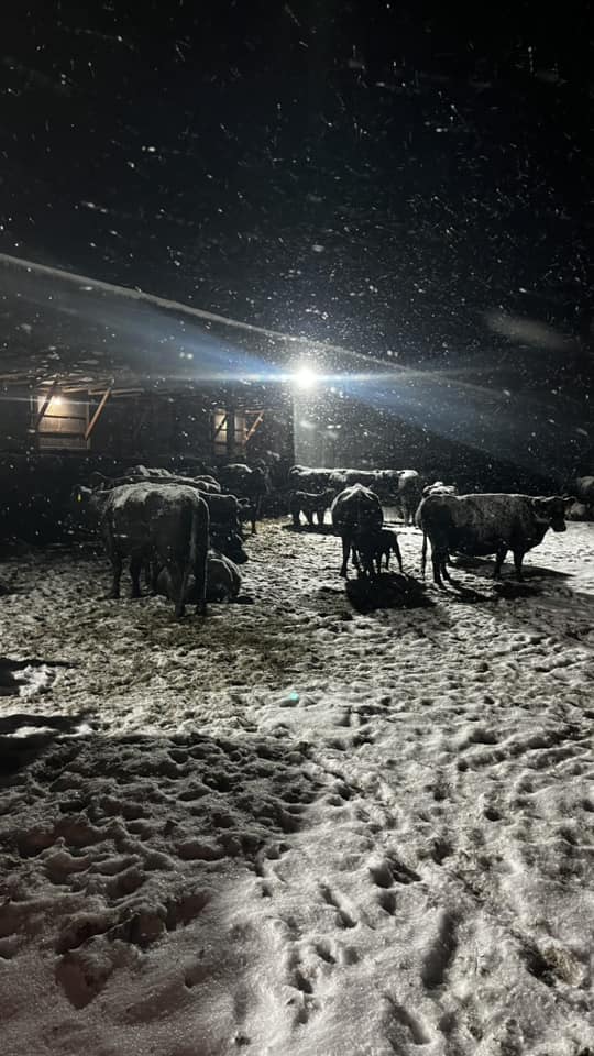Snow-covered cattle