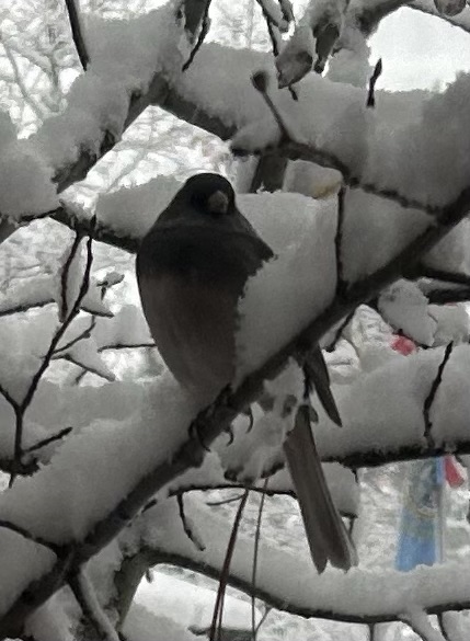 Bird and snow